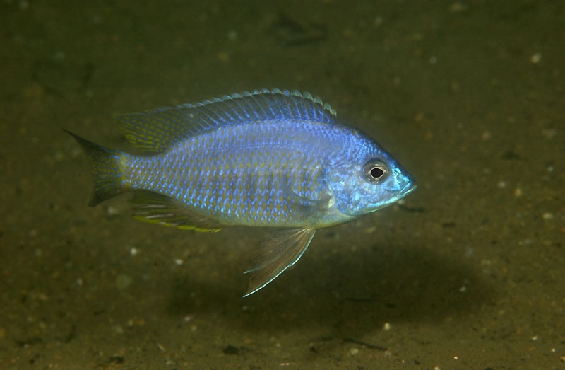 Copadichromis sp. 'chizumuluensis londo' Londo Bay